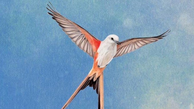 Wingspan